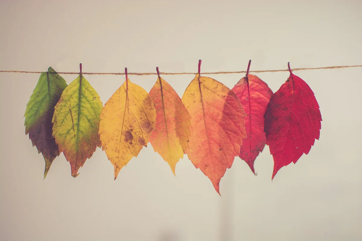 Photo by Chris Lawton Colorful leaves